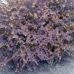 Barberry, red Japanese